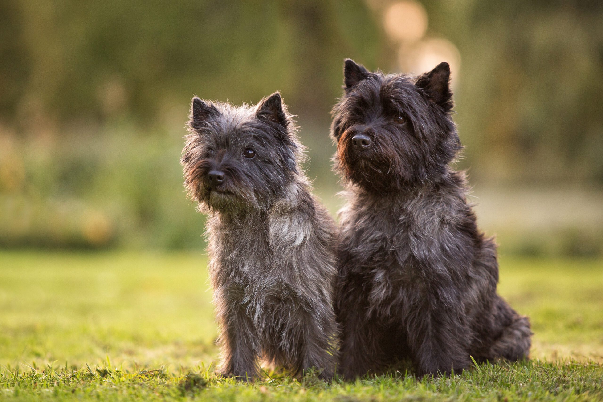 Herzlich willkommen bei den Cairn Finnegans