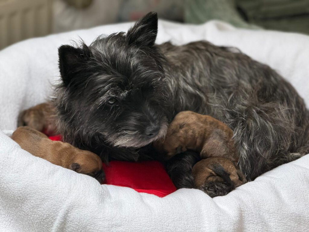 Cairn-Terrier-Hündin mit 4 Welpen